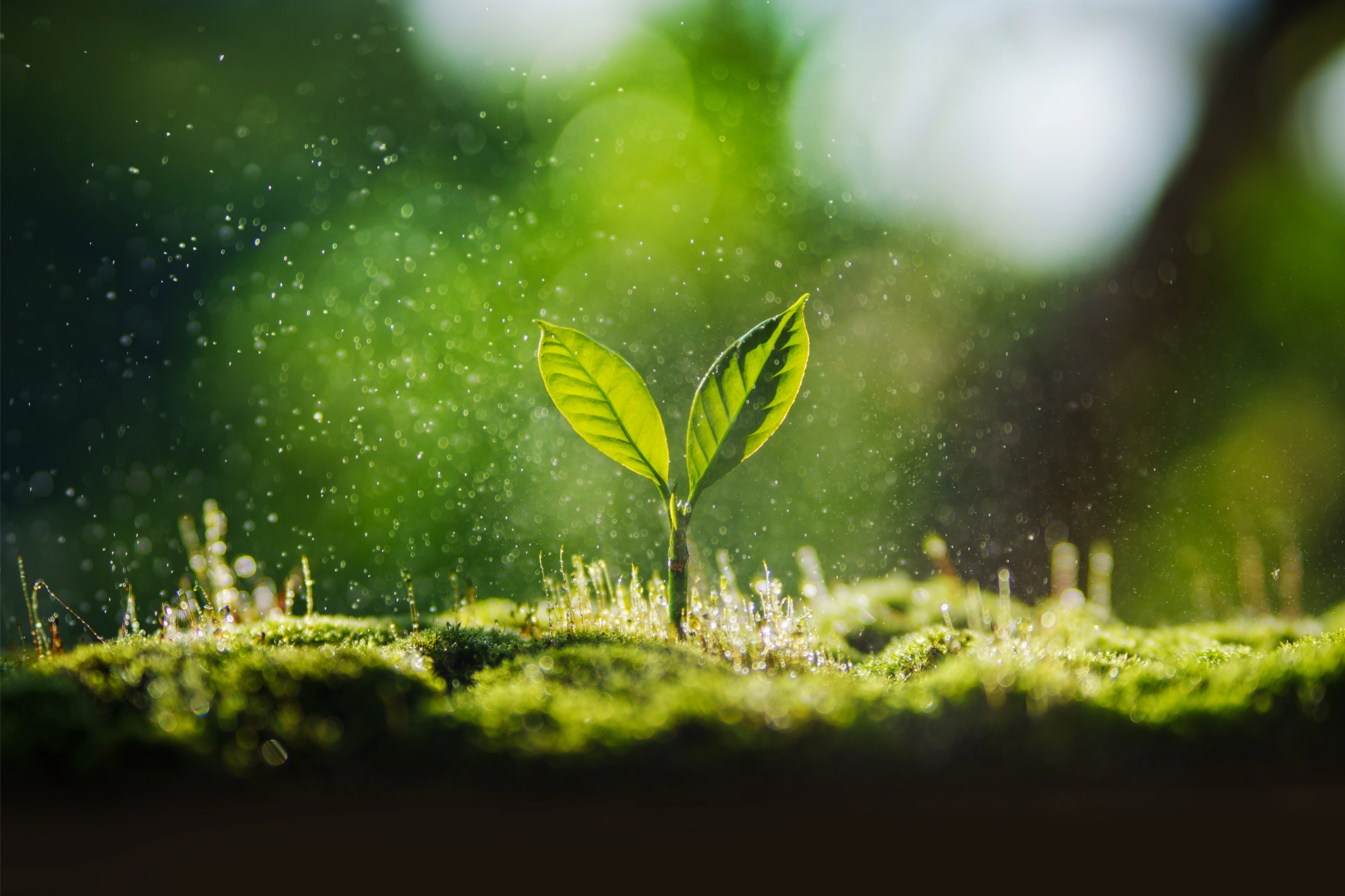 environment